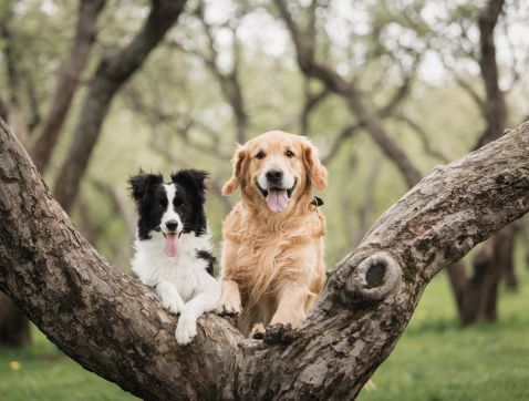 Chiens 