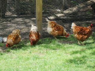 poules grippe aviaire