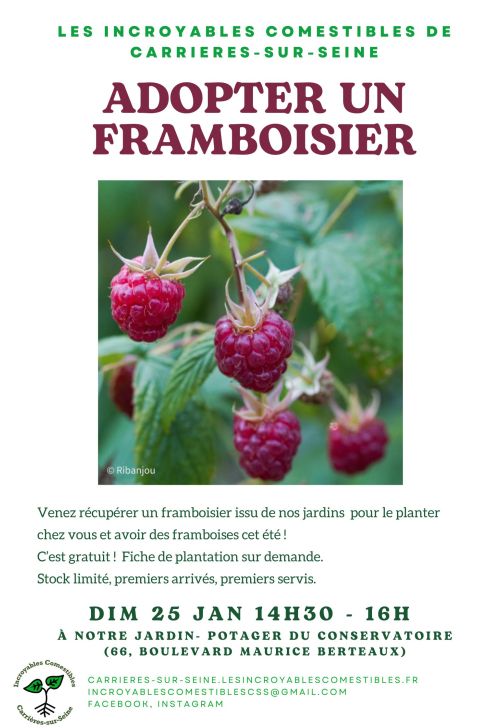 Adopter un framboisier 