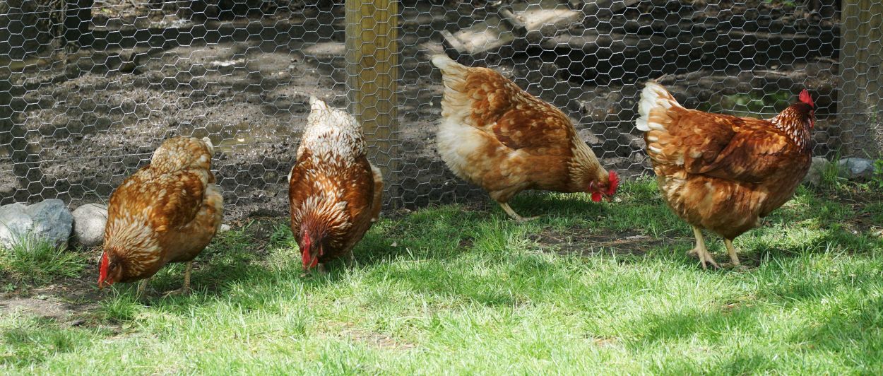 poules grippe aviaire