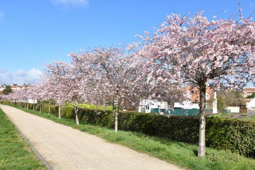 Arbres en fleurs - Place des Fêtes