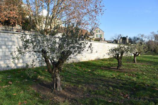 Oliviers Parc de la Mairie