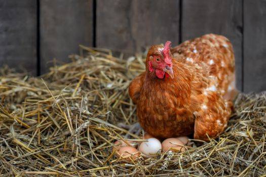 Les poules ingèrent ainsi ces substances dangereuses qui se transmettent également dans les œufs.