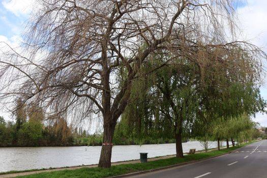 Image saule dépérissant quai charles de gaulle