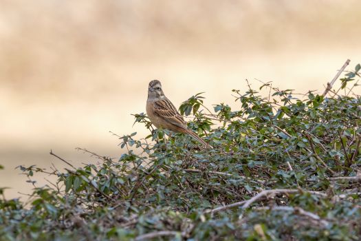 Taille des haies et protection des oiseaux