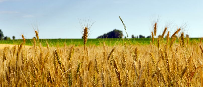 Election chambre d'agriculture 