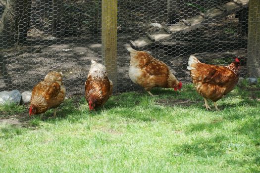 poules grippe aviaire