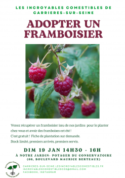 adopter un framboisier