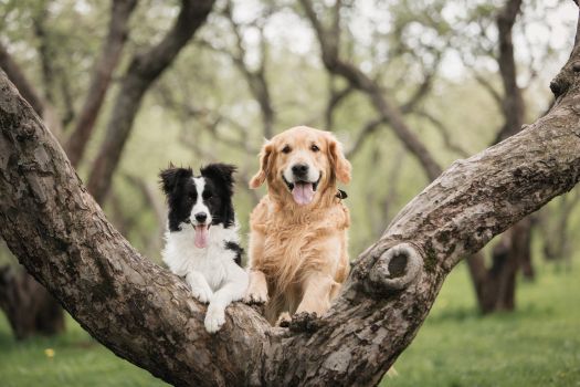 Chiens