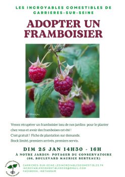 Adopter un framboisier 