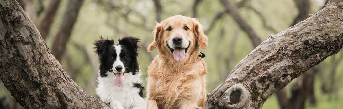 Les truffes carrillonnes chiens