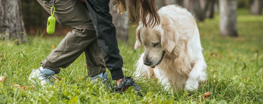 dejections canines