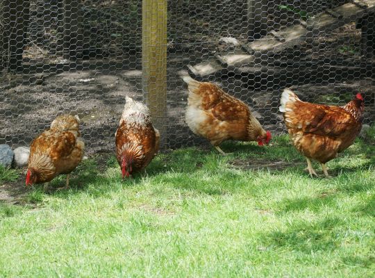 poules grippe aviaire