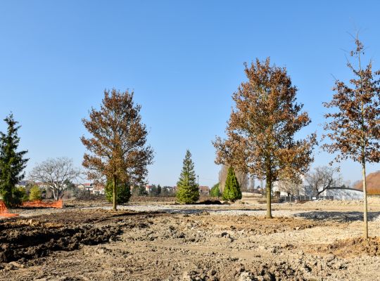 Parc paysager : plantations des 48 arbres