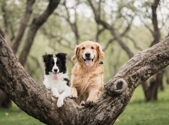 Chiens
