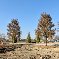 Parc paysager : plantations des arbres