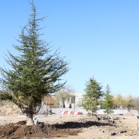 Parc paysager : plantations des arbres