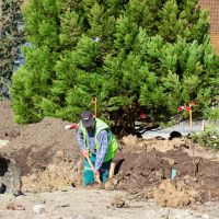 Parc paysager : plantations des arbres