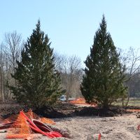 Parc paysager : plantations des arbres