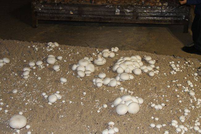 Crécy-sur-Serre - Des champignons bio dans l'aisne : une petite pépite  économique au cœur de la Serre
