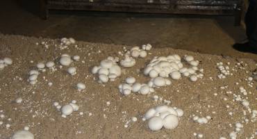 culture du champignon
