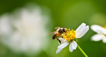 environnement -abeille