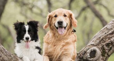 Les truffes carrillonnes chiens