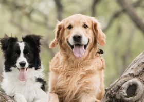 Les truffes carrillonnes chiens